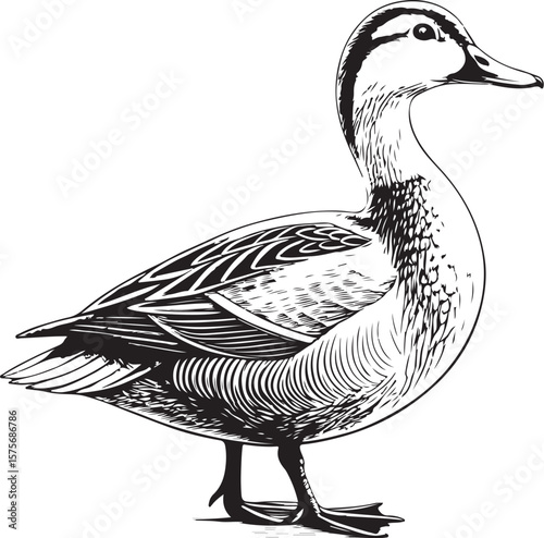 Wild Duck Bird Vector Illustration, Sketch Drawing Line Linear Symbol Icon Engraving Coloring Book, Hand-drawn Black and White Isolated