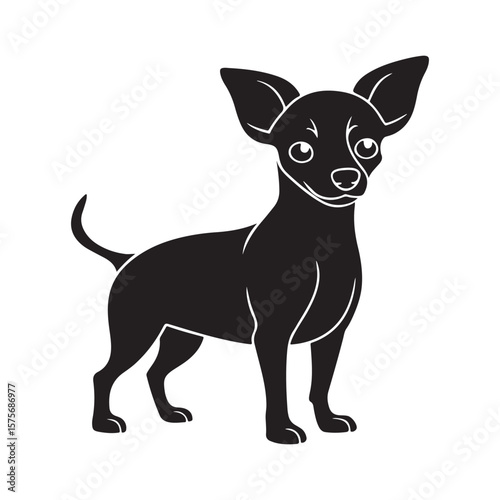 Black chihuahua standing alert animal