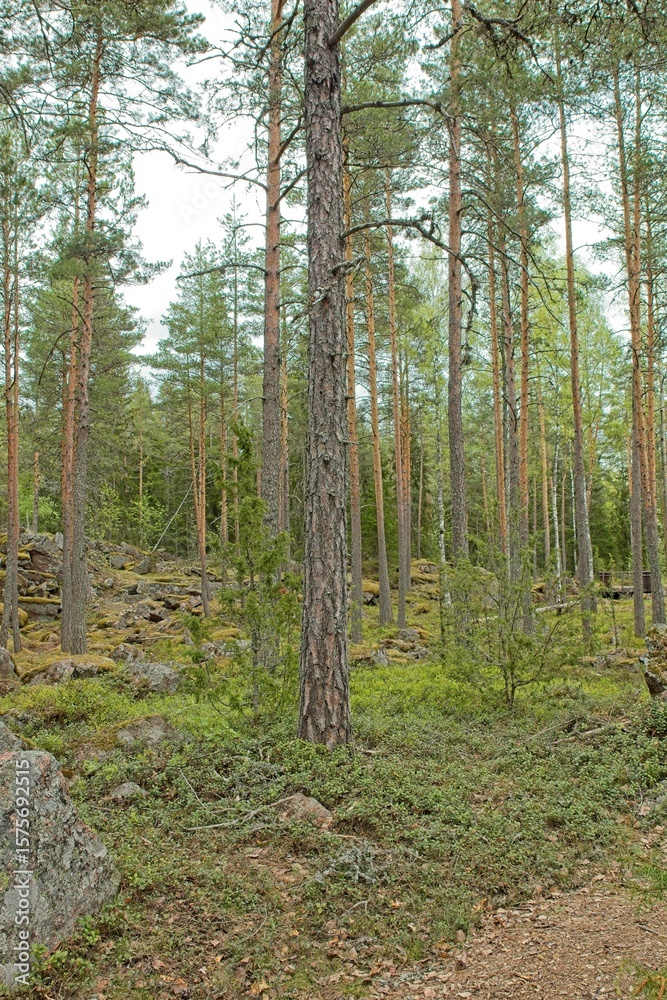 Naklejka premium The historical Hevonniemi quarry of Pyterlahti, where red granite quarry was excavated in 1820-30s, Virolahti, Finland.