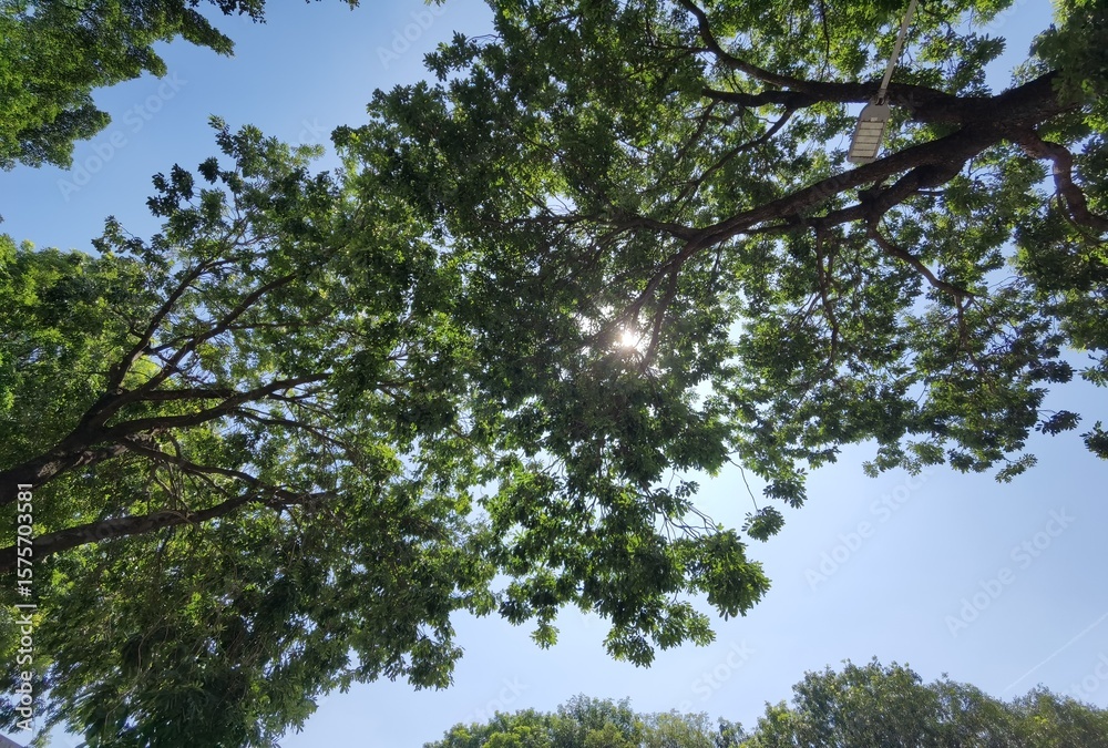 the sunlight through some large-scale canopies photo taken from a bottom-up perspective the sunlight through some large-scale canopies photo taken from a bottom-up perspective