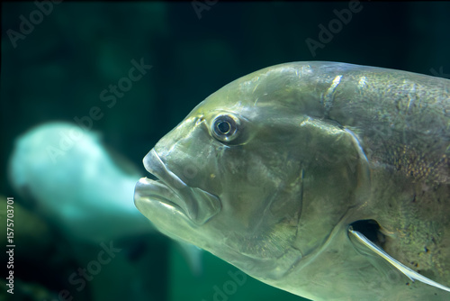carangue géant (caranx ignobilis) dans un aquarium	