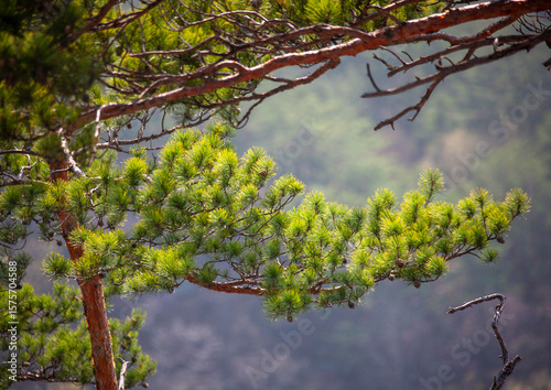 Pine trees forest in inner Chilbo hills, North Hamgyong, Chilbosan, North Korea