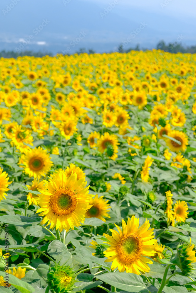 Obraz premium ひまわり