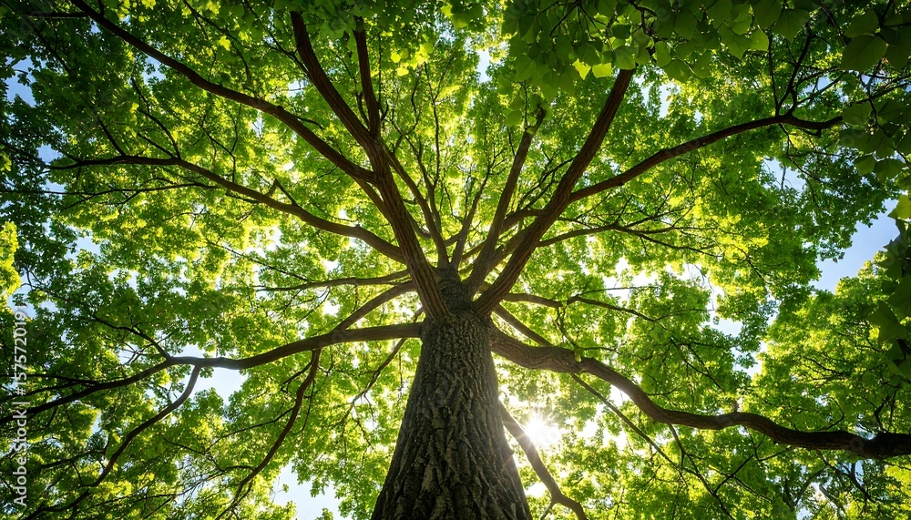 Obraz premium Lush green tree canopy, sunlight filtering through