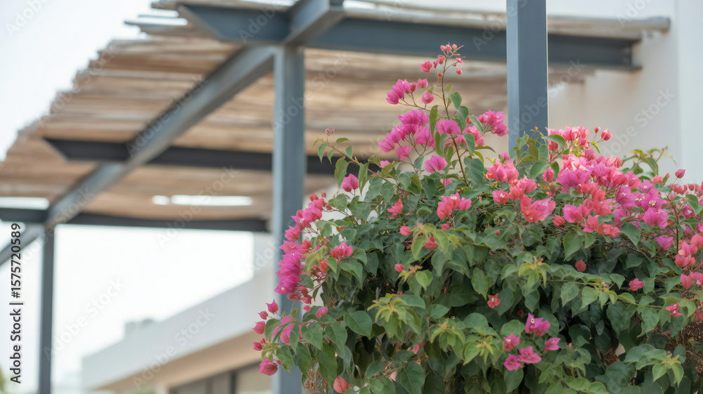 Naklejka premium Vibrant pink bougainvillea flowers cascade down a grey pillar near a wooden pergola