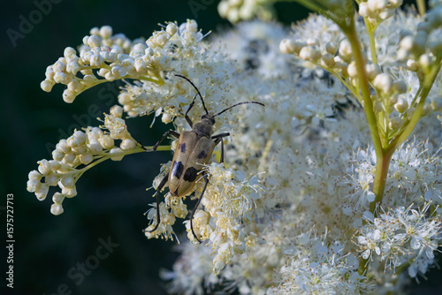 Longhorn beetle, Pachyta quadrimaculata. Pachyta quadrimaculata - beetle in nature.