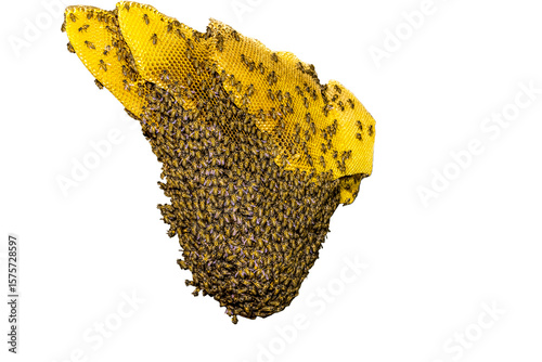 A beautiful golden yellow a large beehive and there are many bees all over the hive, isolated transparent background.