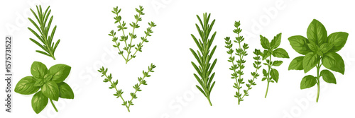 Fresh herbs displayed showcasing basil, rosemary, and thyme varieties on a white background for culinary inspiration