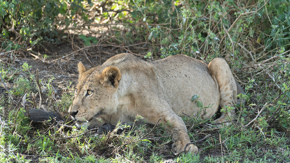 Naklejka premium The Lioness in Stealth Capturing the Incredible Moment in Nature and Wildlife, a true marvel Tanzania Serengeti