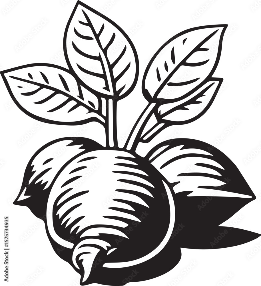 Fototapeta premium Print Radishes with Leaves Icon