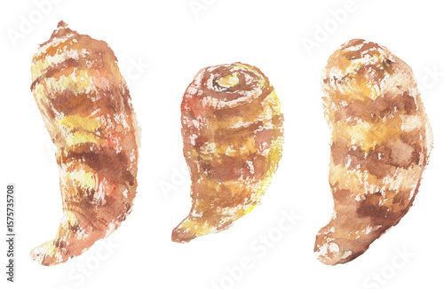 海老芋の水彩イラスト – 縞模様が美しい京野菜