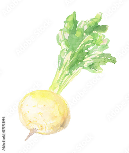 聖護院かぶの水彩イラスト – 京都の丸くて大きな伝統野菜