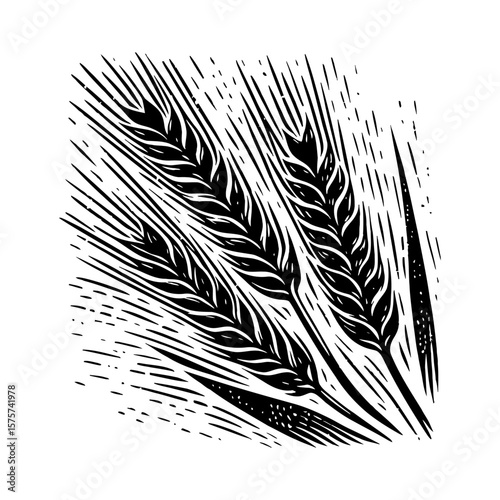 Detailed Vintage Grain Wheat Stalks Black and White Outline Line Art Drawing Engraving Woodcut Style