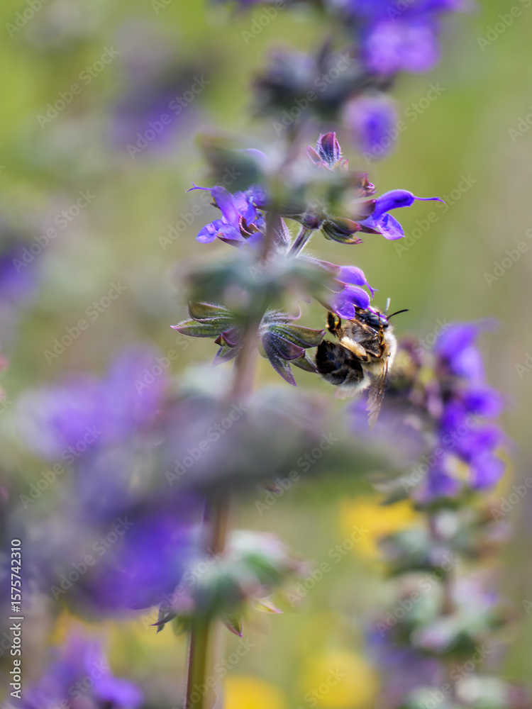 Fototapeta premium Bumblebee at work on purple Salvia flower, symbolizing nature's balance
