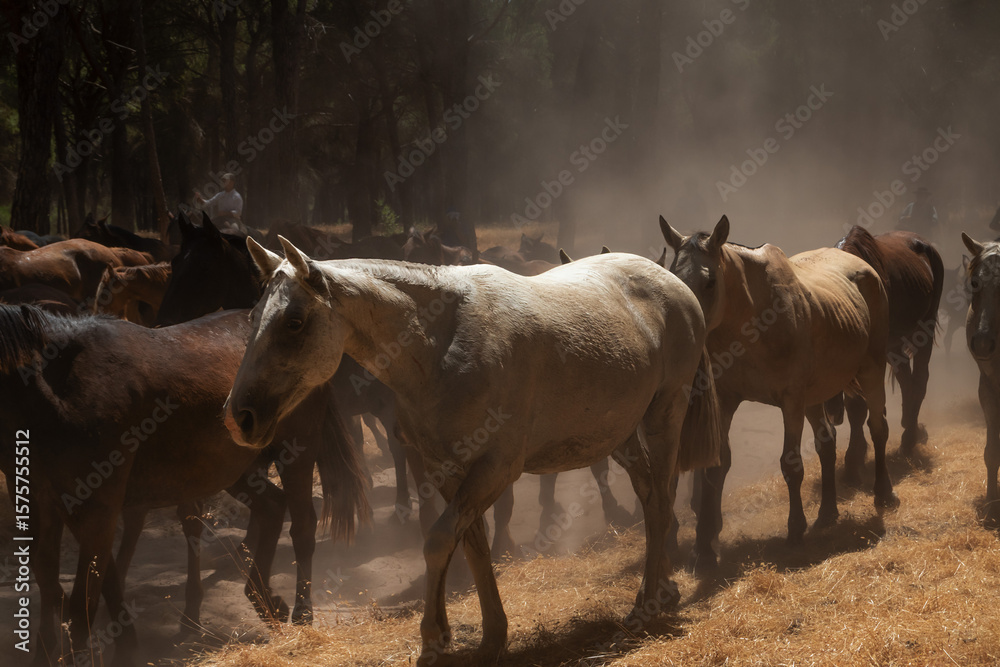 Obraz premium Riders drive a herd of horses through dusty pine woods during the annual 