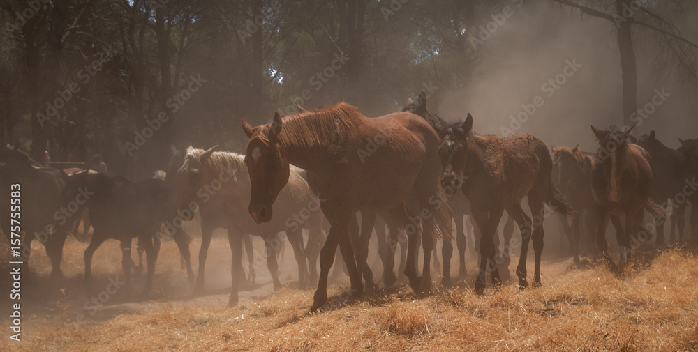 Φωτογραφία Riders drive a herd of horses through dusty pine woods during the annual Saca de las Yeguas in Almonte, Huelva, southern Spain
