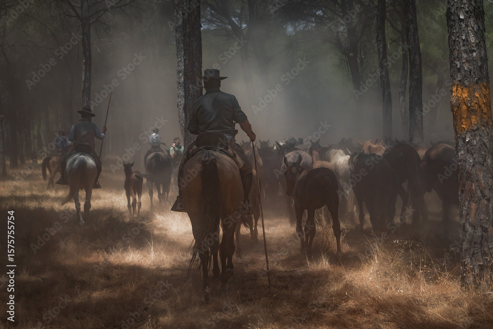Fototapeta premium Riders, unrecognizable people, drive a herd of horses through dusty pine woods during the annual 