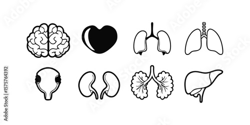 Comprehensive Human Anatomy Icon Set Vector Glyphs of Major Organs for Medical and Educational Use on transparent background mega set human organ anatomy icons vector glyph