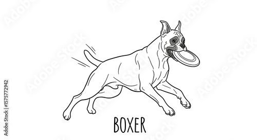 Delightful drawing showcases an animated boxer dog enthusiastically running and fetching a disc, capturing the joy and energy of playful pets.