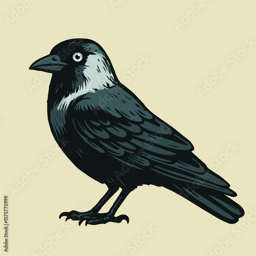 
An illustration of a Western jackdaw illustration. The bird is depicted from the side. Fierce eye.Light yellow background