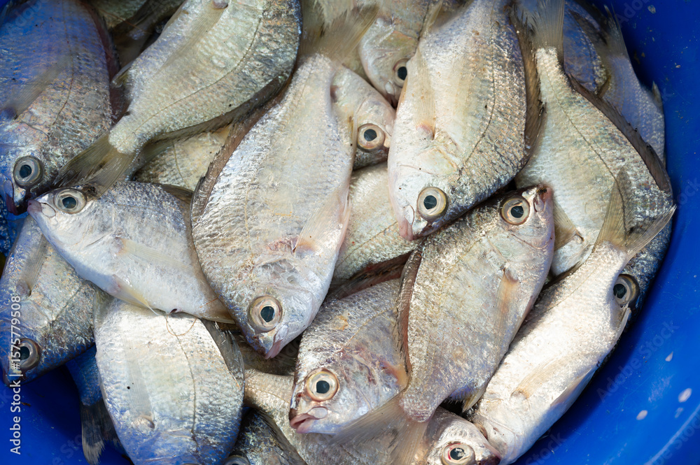 Obraz premium Silver belly fish, market stall with freshly caught seafood in Kochi, India, fishing industry at the Arabian Sea, mojarra, gerres subfasciatus