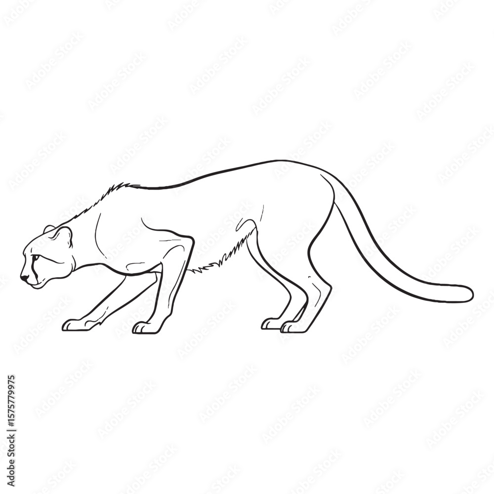 Obraz premium Iconic Tear Mark Cheetah - Cheetah vector - Cheetah Line art - Cheetah Drawing - Vector Lineart of Cheetah - illustrating its unique facial marks.