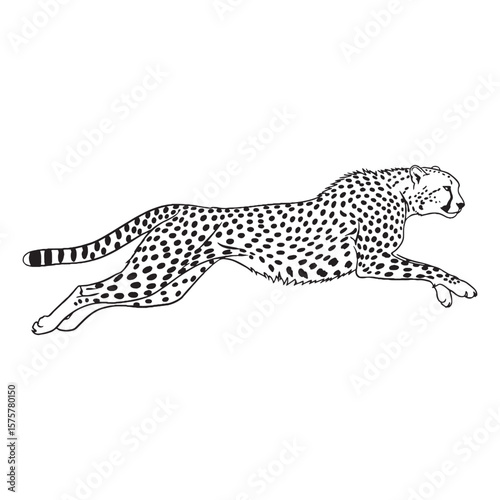 Focused Cheetah Gaze - Cheetah vector - Cheetah Line art - Cheetah Drawing - Vector Lineart of Cheetah - showing intense concentration.


