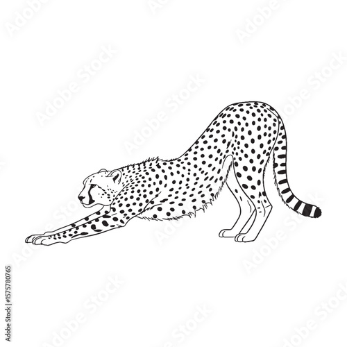 Essence of Cheetah Grace - Cheetah vector - Cheetah Line art - Cheetah Drawing - Vector Lineart of Cheetah - depicting fluid motion.

