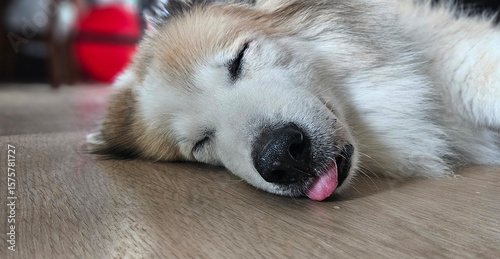 Senior old dog deeply sleeping on the floor with his tongue out