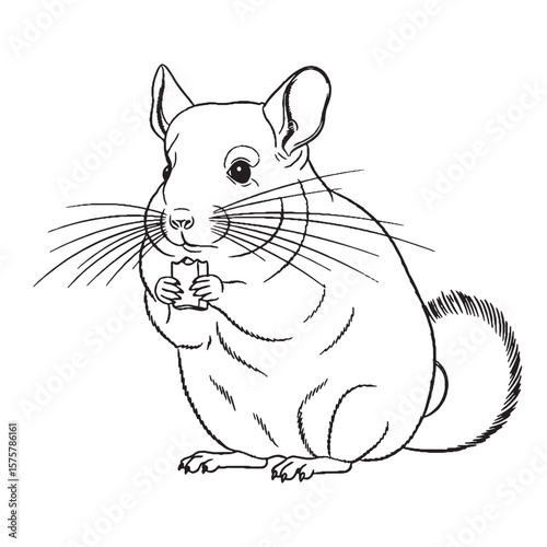 Scalable Digital Artwork - Chinchilla vector - Chinchilla Line art - Chinchilla Drawing - Vector Lineart of Chinchilla - adaptable for different sizes.

