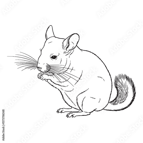 Print Ready Illustration - Chinchilla vector - Chinchilla Line art - Chinchilla Drawing - Vector Lineart of Chinchilla - great for merchandise.

