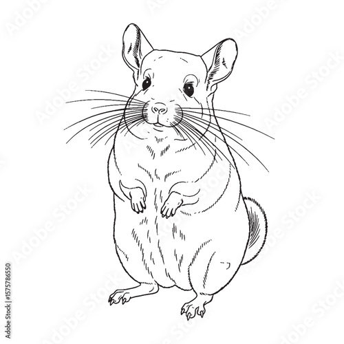 High Quality Artwork - Chinchilla vector - Chinchilla Line art - Chinchilla Drawing - Vector Lineart of Chinchilla - for professional digital use.

