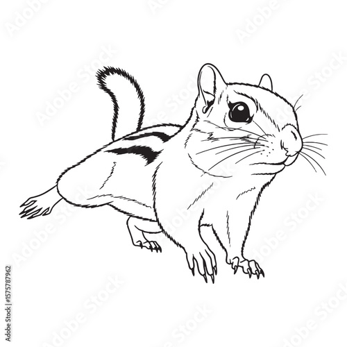 Ideal for Nature Guides - this Accurate Chipmunk Vector - provides scientific Chipmunk Lineart for diagrams - an informative Chipmunk Drawing - a precise Vector Lineart of Chipmunk rendering.


