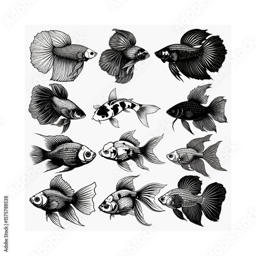 Elegant Black and White Ink Drawing of Various Betta Fish and Koi Varieties