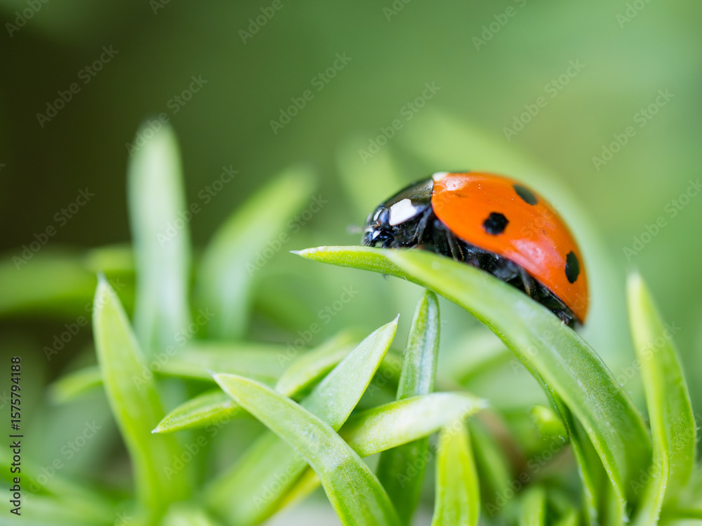 Obraz premium Close up of a lady bug on a leaf