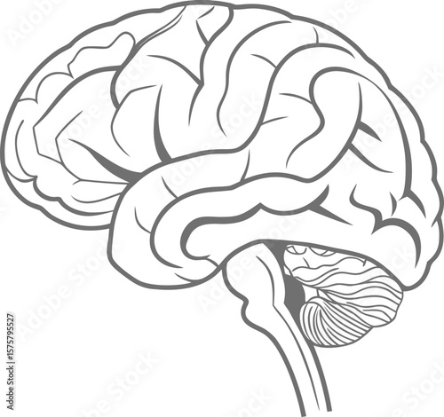 human brain side view anatomy line art design
