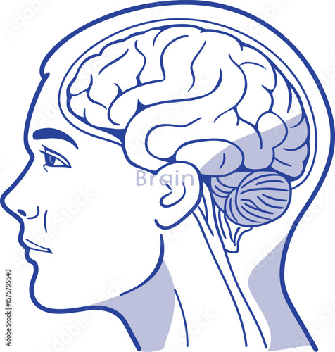 human brain side view head mind anatomy medical study