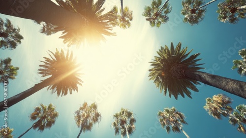 Low-angle view of Los Angeles palm trees with golden sunlight, evoking warm tropical vibes