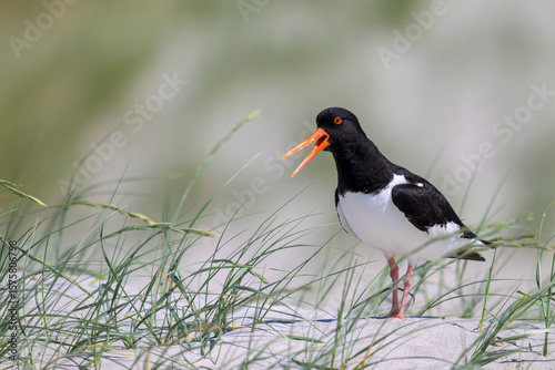 austernfischer haematopus ostralegus oystercatcher