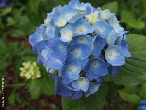 雨粒をまとった青い紫陽花
