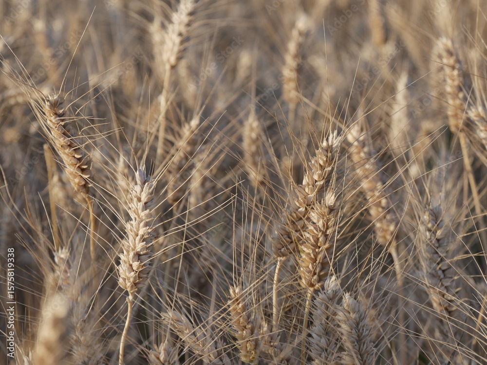 details of mature ears of rivet wheat in the fields in July, Triticum turgidum, details of mature ears of rivet wheat in the fields in July, Triticum turgidum,