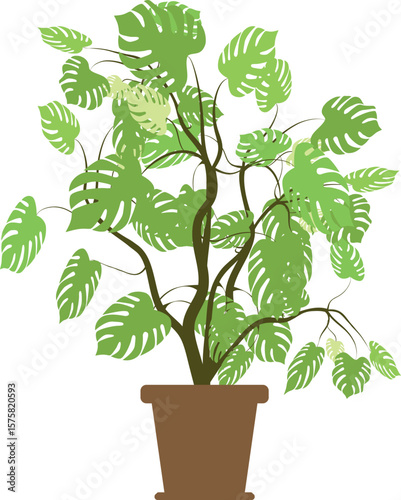 Indoor monstera plant in a brown pot, with branched stems and bright green leaves on an isolated background