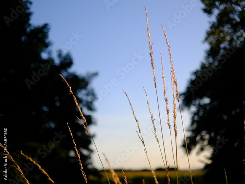 Evening sunlit views of wild grasses on a warm summer day in July, not quite sunset but the strong sun is low in the sky creating long shadow and beautiful images, no people