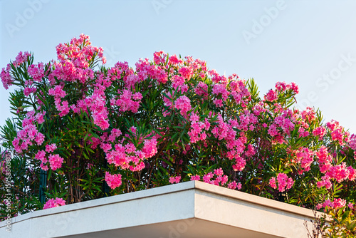 Rooftop garden with vibrant pink flowers under blue sky, creating striking contrast with lines of building. Dense blossoms form natural canopy that softens urban setting with touch of seasonal charm