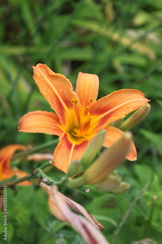 orange lily in the garden orange lily in the garden