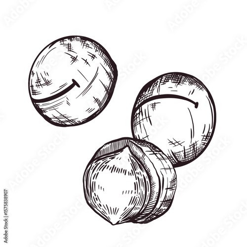 Inshell and unshelled macadamia nut, hand-drawn in vector. Vector illustration. For printing on food packaging, label design, tableware and fabric printing. Vector illustration