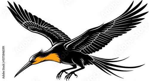 Bird flies downward with wings outstretched. Frigatebird soaring, wildlife illustration, ornithology, avian predator, flying.
