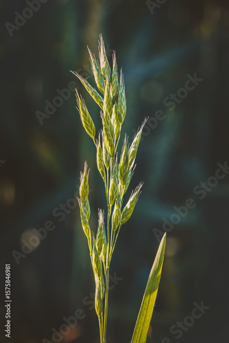 Field plants on a sunny day in June. Blurred background, close-up.