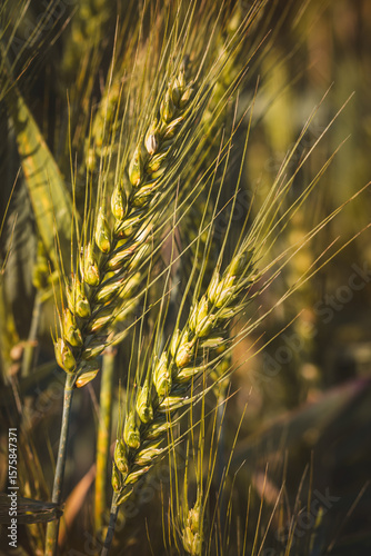 Close-up of field plants on a blurred background. Sunny June day in the countryside.