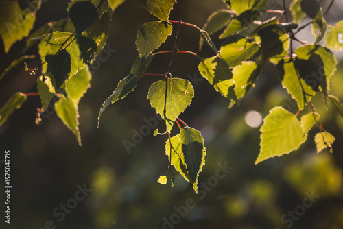 Leaves. Sunny June day in the forest. Close-up on a blurred background.